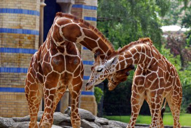 Berlin Hayvanat Bahçesi zürafası (Giraffa camelopardalis), Afrika 'da yaşayan tek ayak parmaklı bir memeli türü..