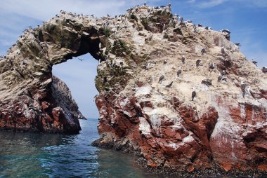 Paracas Ulusal Rezervasyonu 'ndaki Sucul kuşları ya da Peru Galapagos' u. Rezervasyonda insanlar için yasak olan Islas Ballestas adaları var, ama tekne turları yakın olabilir.