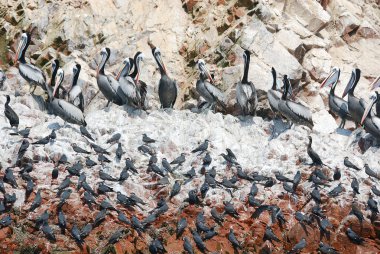 Paracas Ulusal Rezervasyonu 'ndaki Sucul kuşları ya da Peru Galapagos' u. Rezervasyonda insanlar için yasak olan Islas Ballestas adaları var, ama tekne turları yakın olabilir.