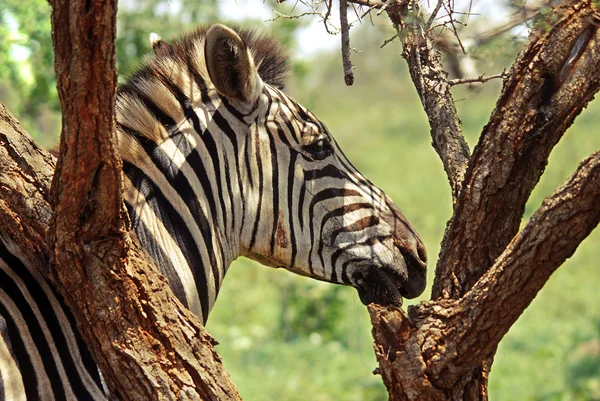 Zebra Aan Boom Wilde Natuur — Stockfoto