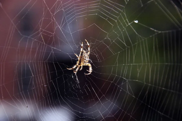 Αφηρημένη Αράχνη Web Background Απόδοση — Φωτογραφία Αρχείου