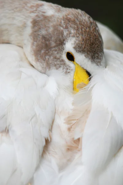 White Bird Close — Stock Photo, Image
