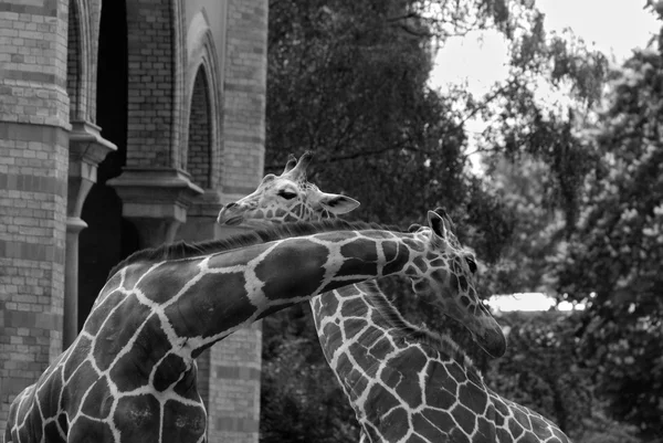 La girafe (Giraffa camelopardalis) ) — Photo
