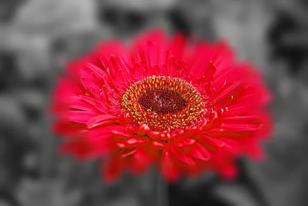 深色底色下的红芙蓉花 — 图库照片