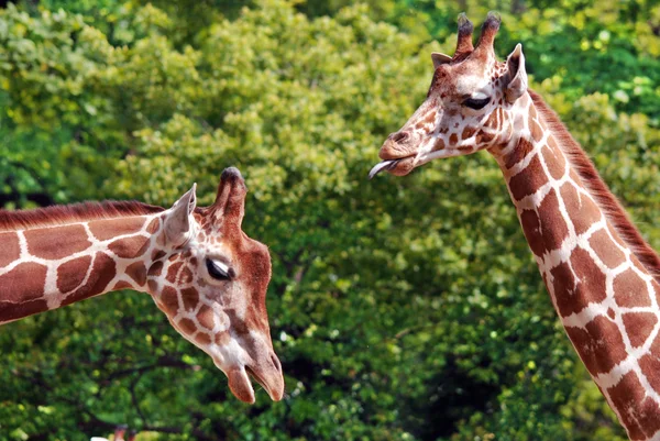 La jirafa (Giraffa camelopardalis ) — Foto de Stock