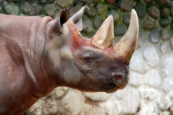Rinoceronte Preto Diceros Bicornis Uma Espécie Rinoceronte Nativo Das Regiões — Fotografia de Stock