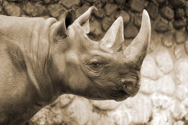 Das Spitzmaulnashorn Diceros Bicornis Ist Eine Nashornart Die Den Östlichen — Stockfoto