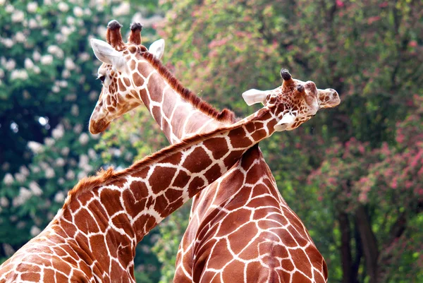 ベルリン動物園キリン Giraffa Camelopardalis アフリカで最も高く 現存するすべての陸上動物種の中で最も高く 最大の発光体である — ストック写真