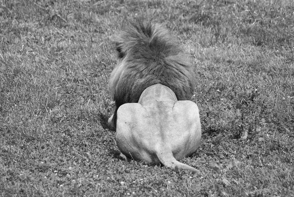 Schwarz Weißer Löwe Liegt Auf Dem Gras — Stockfoto