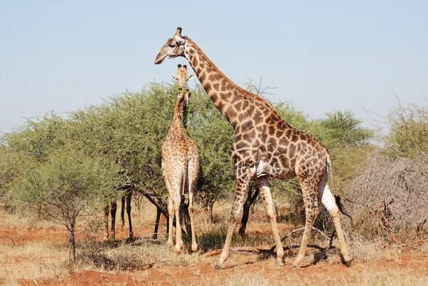 Zürafalar Kruger Parkı Güney Afrika — Stok fotoğraf