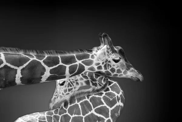 베를린 동물원 Berlin Zoo Giraffa Camelopardalis 아프리카에 서식하는 포유류로 현존하는 — 스톡 사진