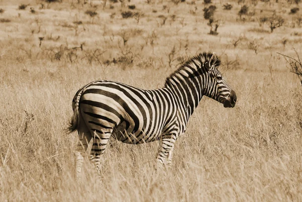 Afrika Kıtasının Zebraları Kruger Ulusal Parkı Safari Gezisi Güney Afrika — Stok fotoğraf
