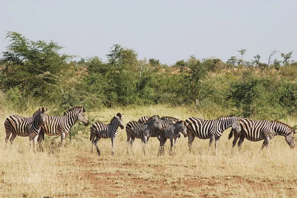 Zebra Kruger Park Zuid Afrika — Stockfoto