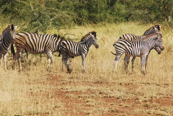 Zebras Kruger公园南非 — 图库照片