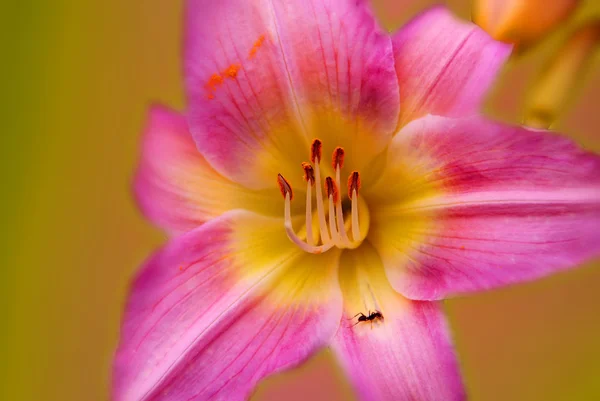 Nahaufnahme Einer Blume Auf Bokeh Hintergrund — Stockfoto