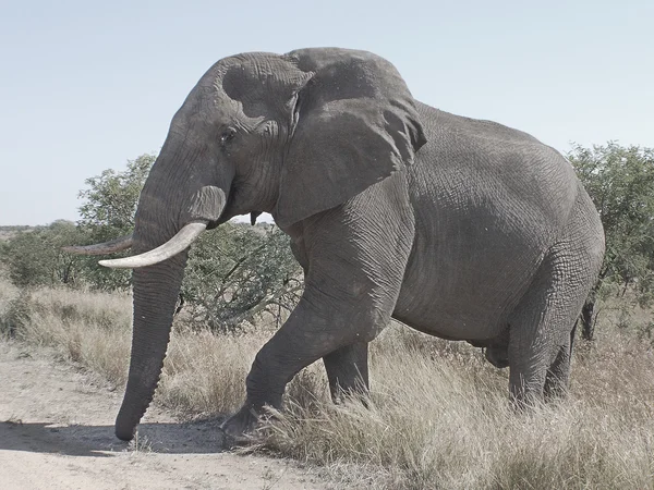 Elefanten Safari Kruger Nationalpark Dem Wichtigsten Reiseziel Südafrikas — Stockfoto