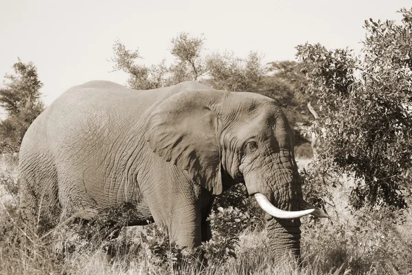 Elefánt Wildlife Safari Kruger Nemzeti Parkban Dél Afrika Utazási Célpontja — Stock Fotó