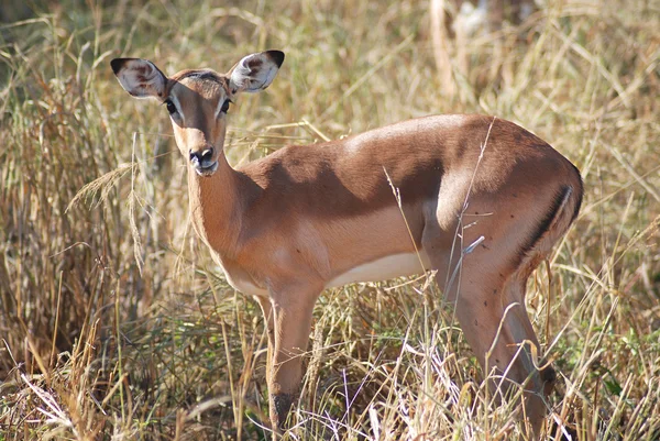 Jihoafrická Impala Lízání Sama — Stock fotografie