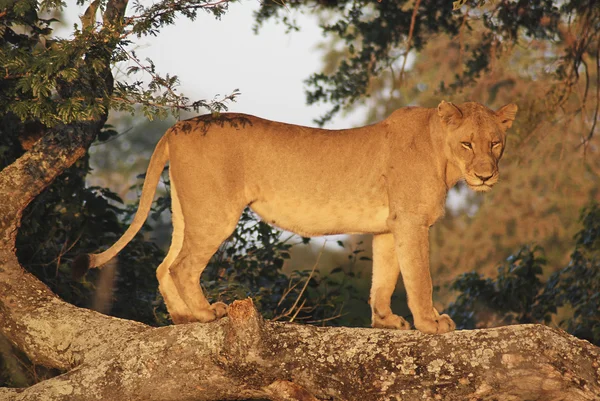 Jonge Leeuw Heel Vroeg Ochtend Kruger Park Zuid Afrika — Stockfoto