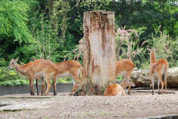 Vörös Szarvasok Állatkertben — Stock Fotó