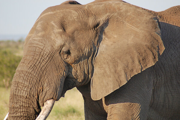 African elephant in the kruger national park
