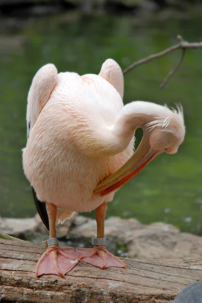 Pelicanen Zijn Grote Watervogels Worden Gekenmerkt Door Een Lange Snavel — Stockfoto
