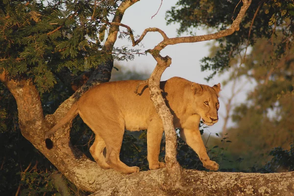 Lion Sur Arbre Dans Parc — Photo