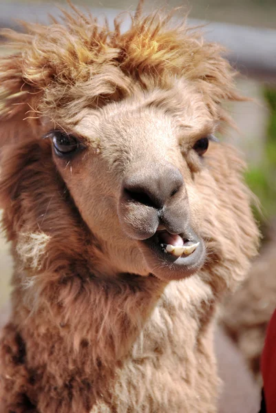 Alpaca Uma Espécie Camelóide América Sul Assemelha Pequeno Lhama Aparência — Fotografia de Stock