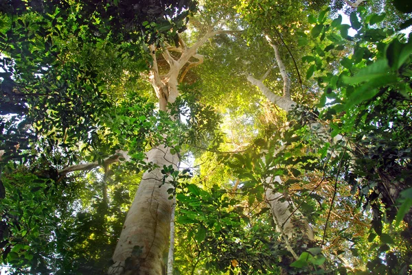 Árvores Altas Floresta Tropical — Fotografia de Stock
