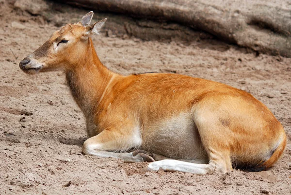 Ciervos Rojos Zoológico — Foto de Stock