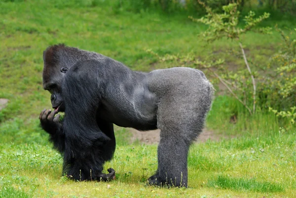 Gorilla Vad Dzsungel Erdőben — Stock Fotó