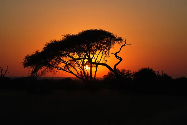 Coucher Soleil Parc Kruger Afrique Sud — Photo