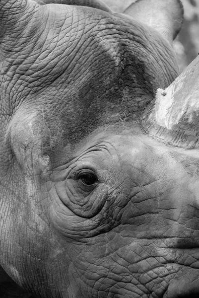 Rhinocéros Noirs Africains Dans Les Jardins Zoologiques — Photo