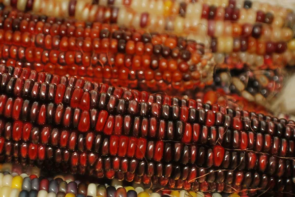 Červené Kukuřice Trhu Zblízka — Stock fotografie