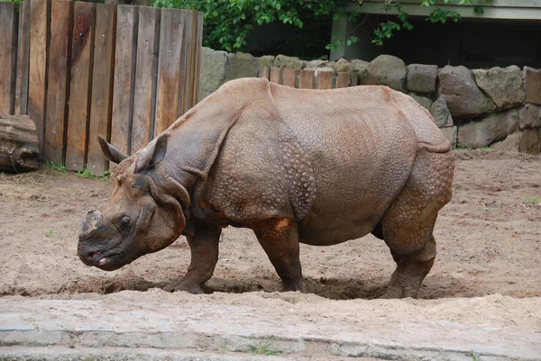 Rinoceronte Negro Africano Zoológico —  Fotos de Stock