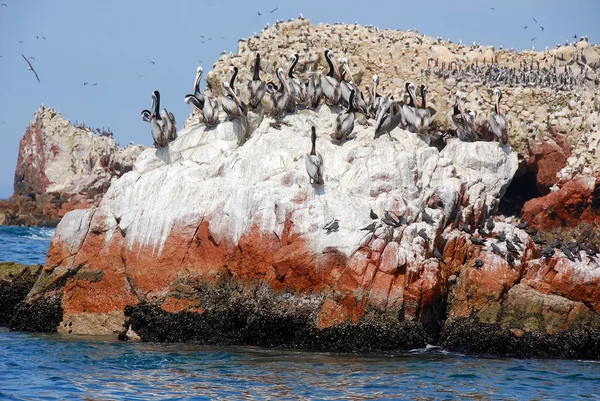 Aves Aquáticas Reserva Nacional Paracas Nas Galápagos Peruanas Reserva Islas — Fotografia de Stock