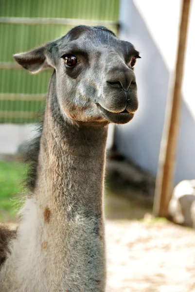 Alpaca Vicugna Pacos Una Especie Camélido Sudamericano Parece Una Pequeña —  Fotos de Stock