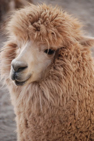 Alpaca Vicugna Pacos Одомашненный Вид Южноамериканского Камелида Похож Маленькую Ламу — стоковое фото