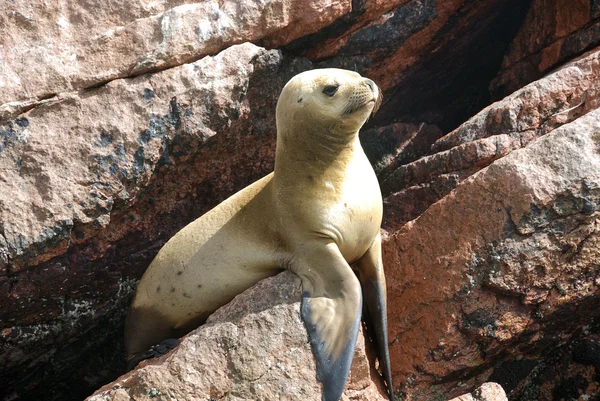 Deniz Aslanları Ballestas Adaları Peru — Stok fotoğraf