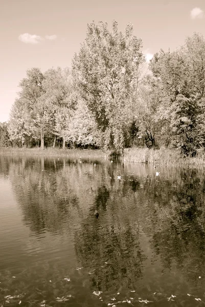 Vackert Vårlandskap Med Damm — Stockfoto