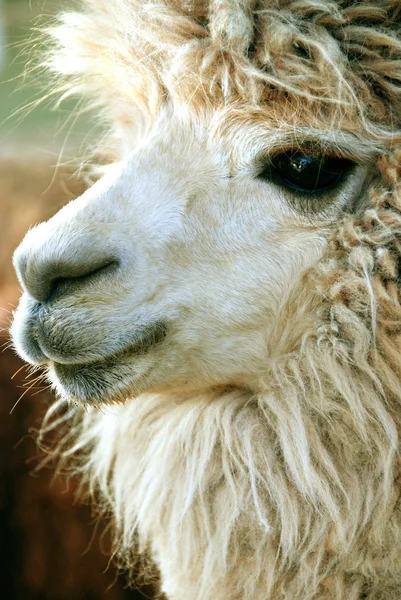 Alpaca Vicugna Pacos Domesticerad Art Sydamerikansk Kamelid Det Liknar Liten — Stockfoto