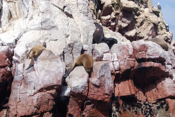 Deniz Aslanları Ballestas Adaları Peru — Stok fotoğraf