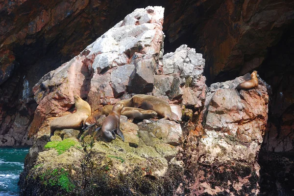 Lachtani Národní Rezervaci Paracas Nebo Peruánští Galapágové Rezervaci Jsou Ostrovy — Stock fotografie