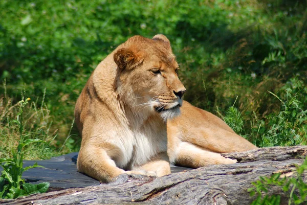 Leão Selvagem Natureza Verde — Fotografia de Stock