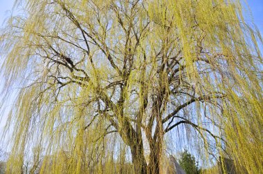 Parktaki huş ağacı.