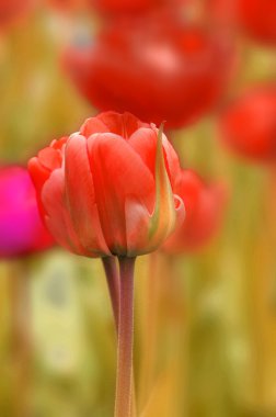 Close-Up kırmızı lale