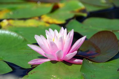 Yeşil bahçede nilüferler