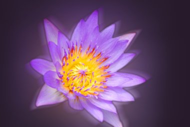 Bokeh arka planında mor çiçek