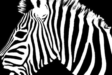 siyah ve beyaz zebra deseni.