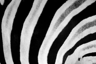 soyut siyah ve beyaz çizgili desen